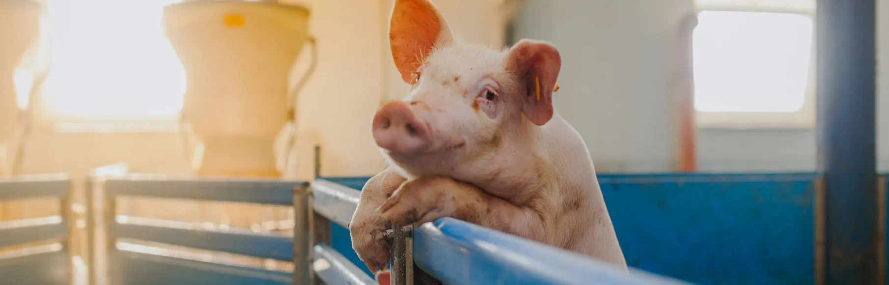 When Pigs Fly