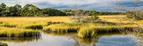Picture of wet lands